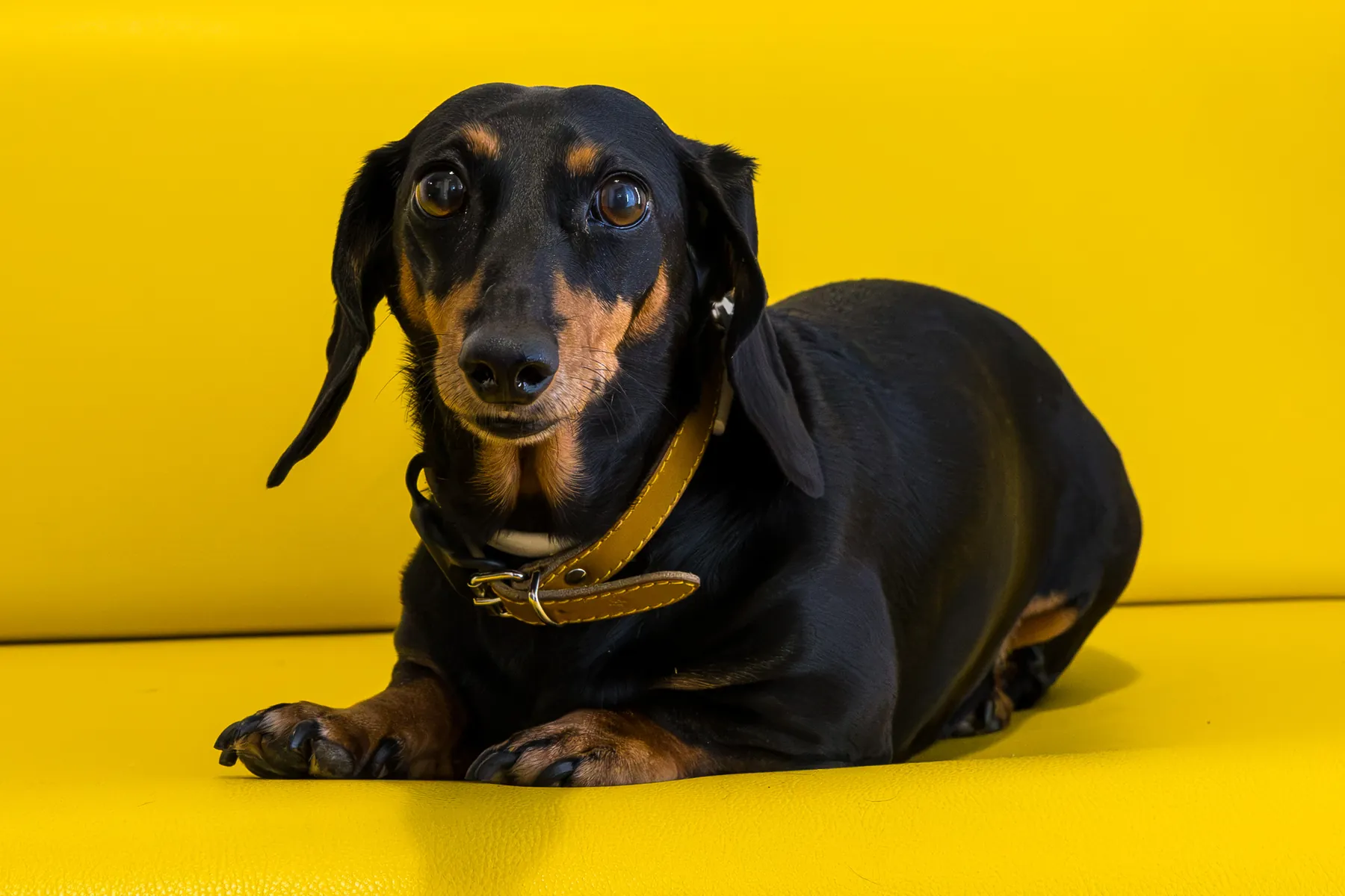Susy, la mascotte di Reel One, su una poltrona gialla